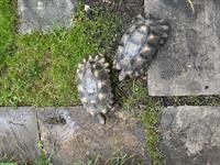 Testudo Marginata Zuchtpaar, Weibchen + Männchen Breitrandschildkröten