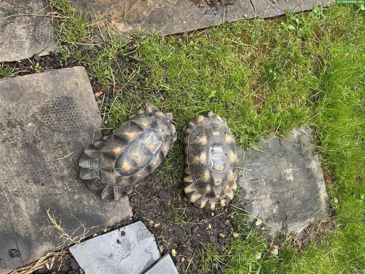 Bild 2: Testudo Marginata Zuchtpaar, Weibchen + Männchen Breitrandschildkröten