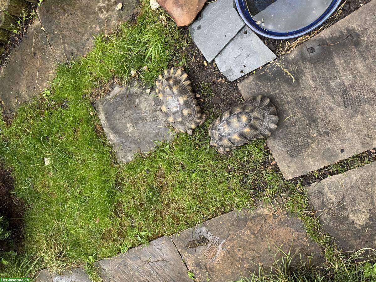 Bild 3: Testudo Marginata Zuchtpaar, Weibchen + Männchen Breitrandschildkröten