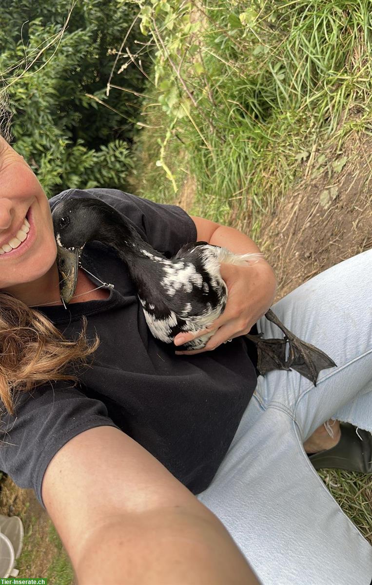 Bild 2: Junge Laufenten Küken zu verkaufen