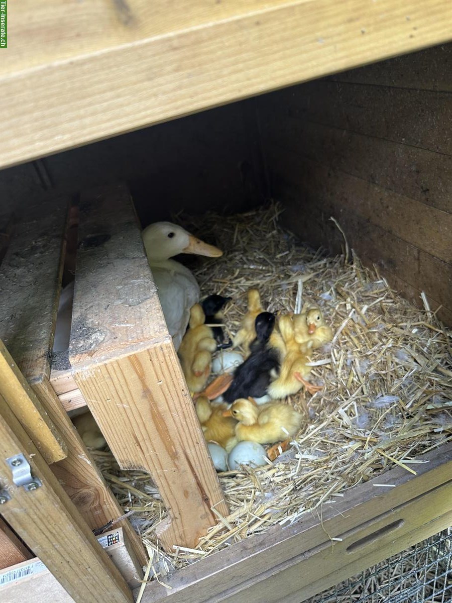 Bild 3: Junge Laufenten Küken zu verkaufen