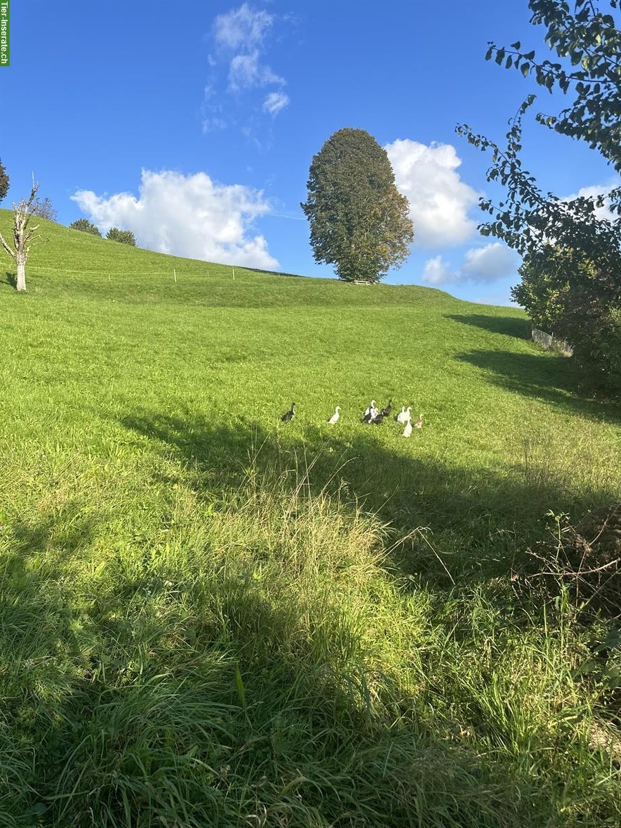 Bild 4: Junge Laufenten Küken zu verkaufen