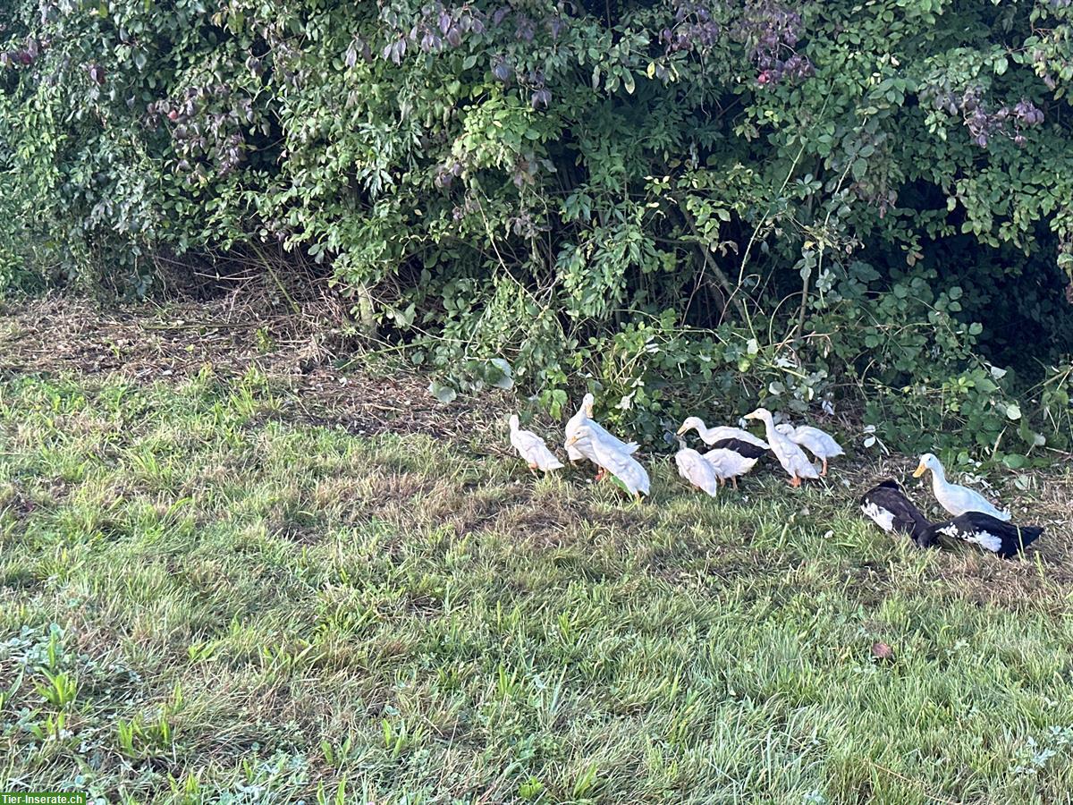 Bild 5: Junge Laufenten Küken zu verkaufen