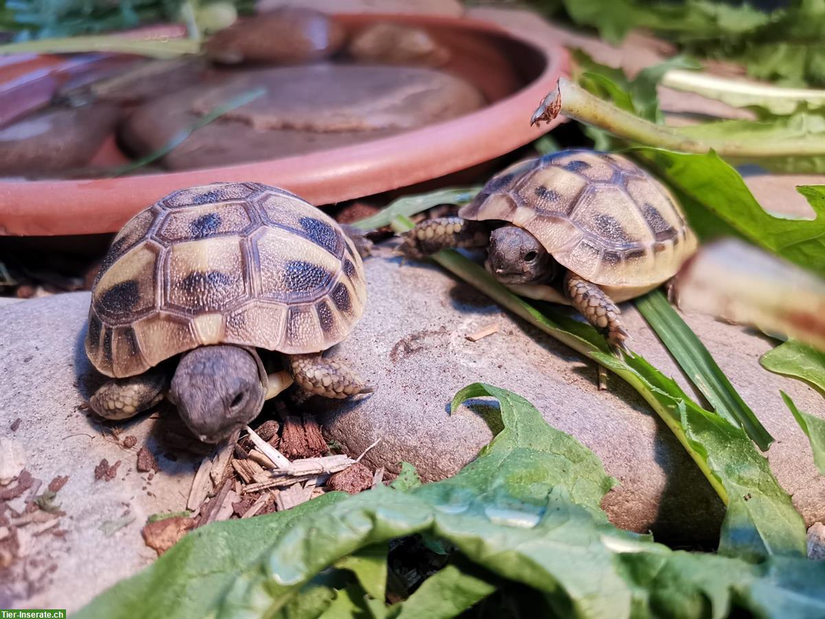 Bild 2: Babyschildkröten, griechische Landschildkröte zu verkaufen