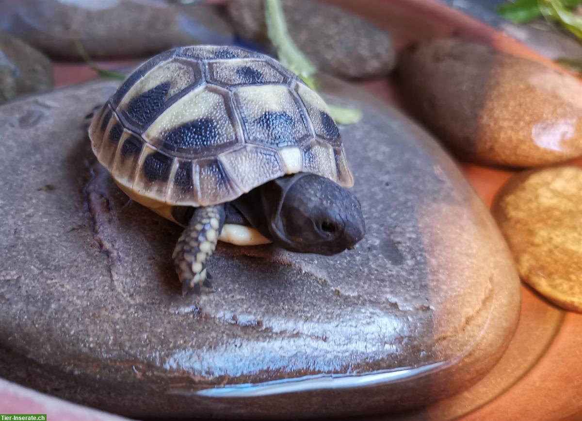 Bild 4: Babyschildkröten, griechische Landschildkröte zu verkaufen