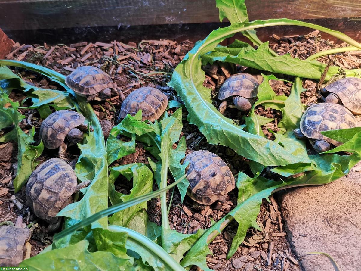 Bild 5: Babyschildkröten, griechische Landschildkröte zu verkaufen