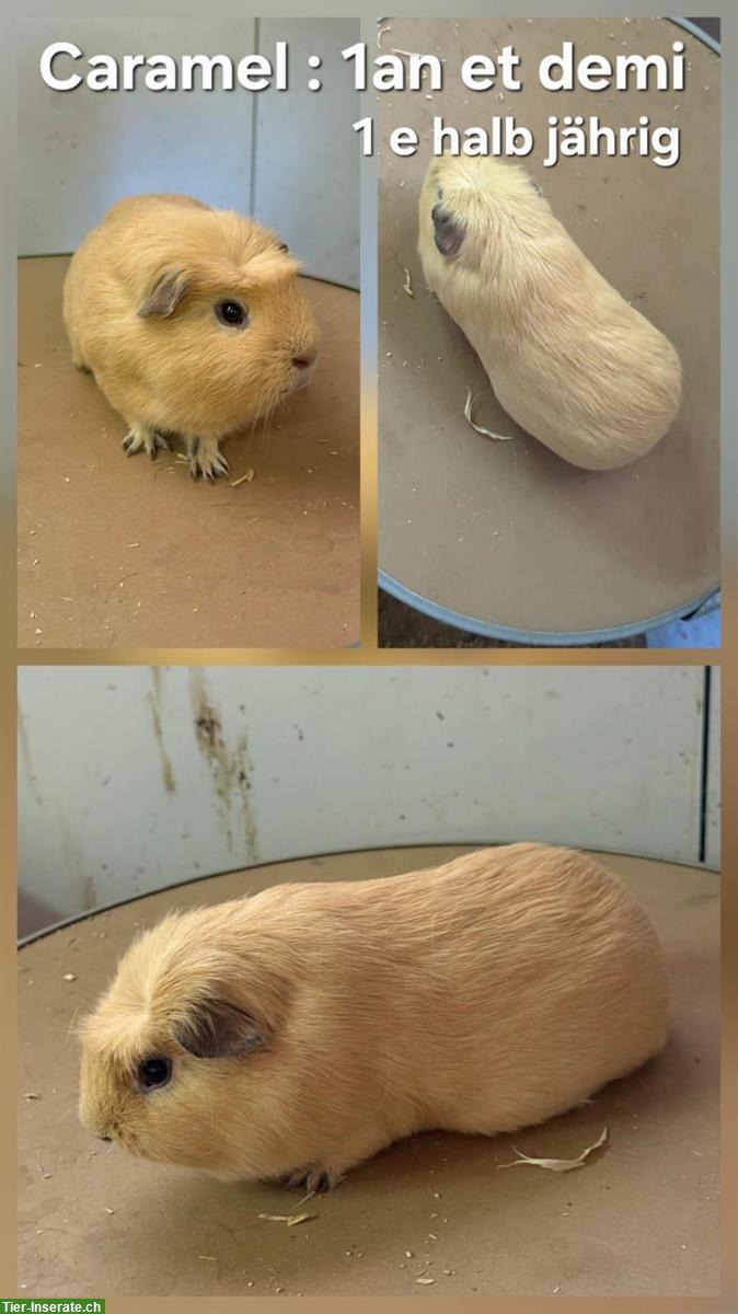 2 männliche Meerschweinchen suchen schönes Zuhause