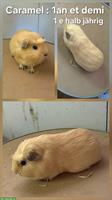 2 männliche Meerschweinchen suchen schönes Zuhause