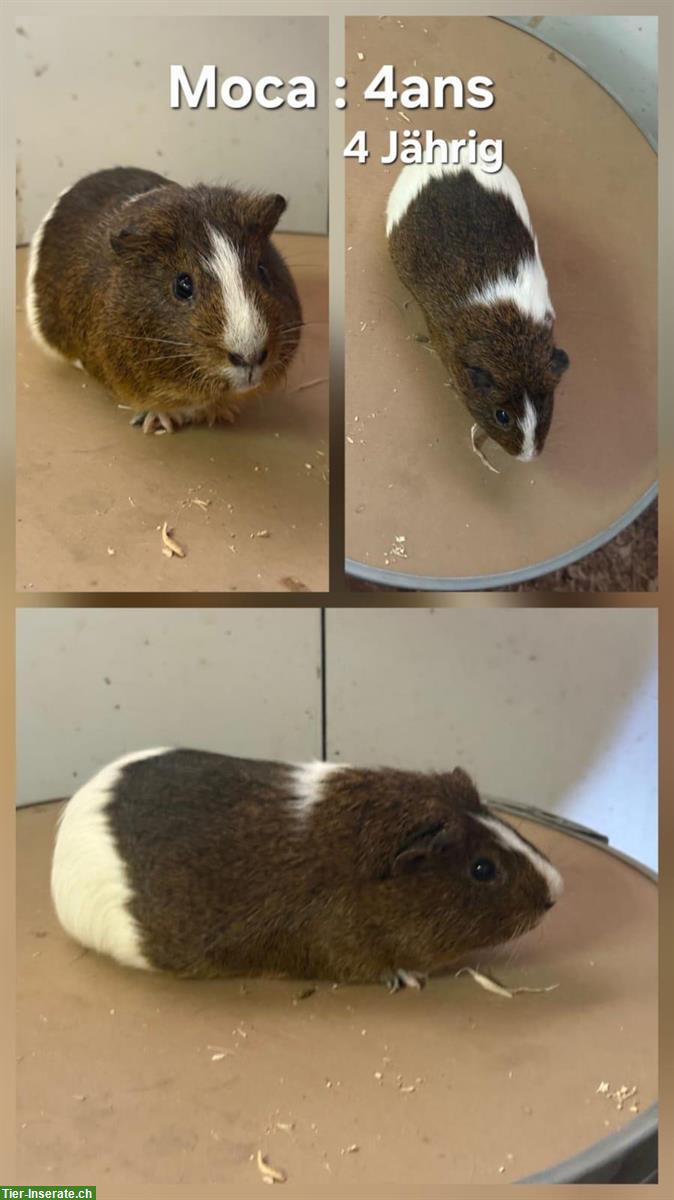 Bild 2: 2 männliche Meerschweinchen suchen schönes Zuhause