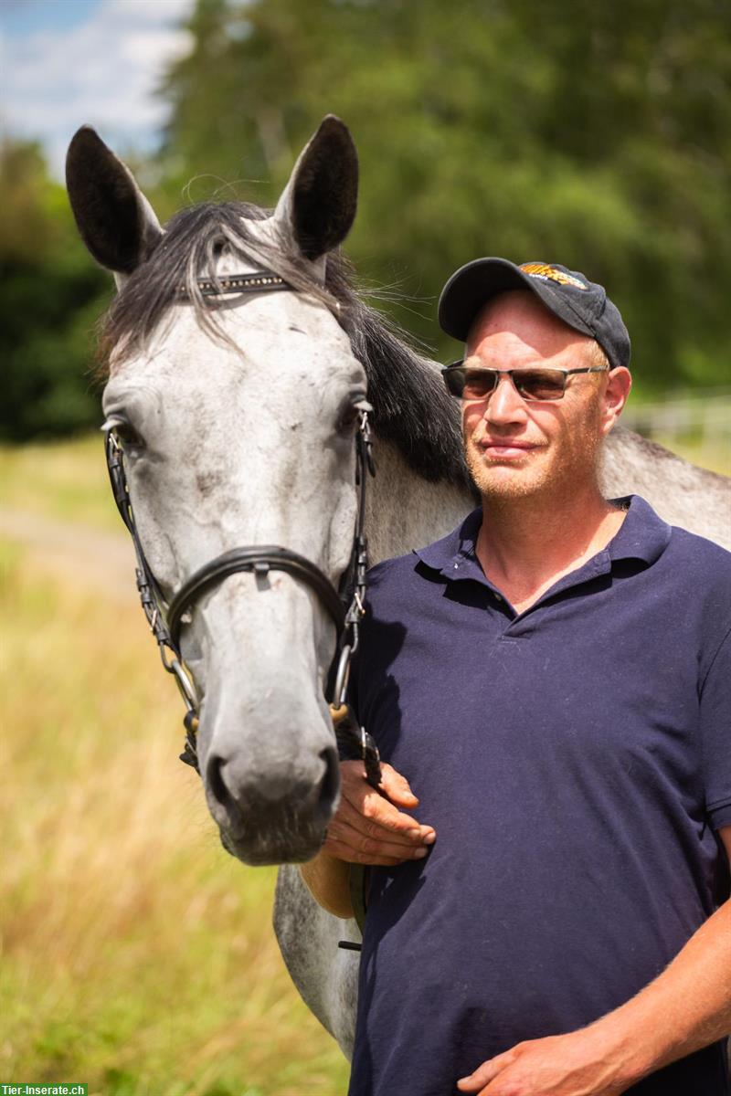 Suche einen Job mit Pferden 🐎