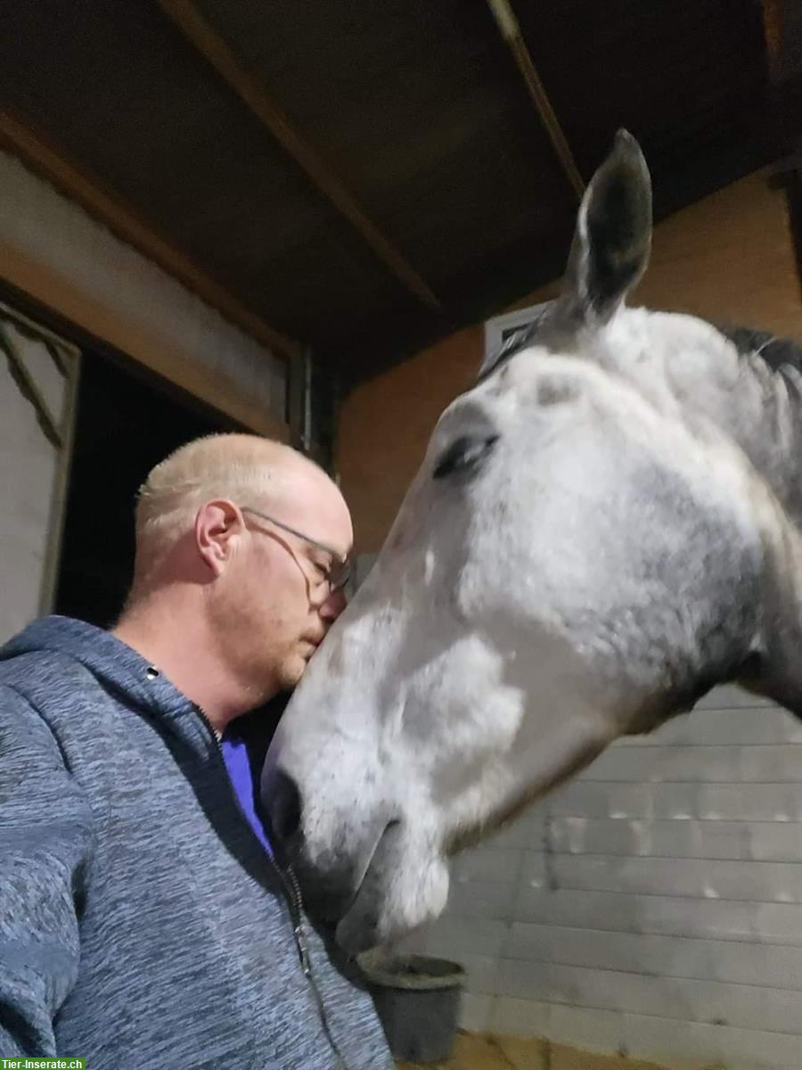 Bild 3: Suche einen Job mit Pferden 🐎