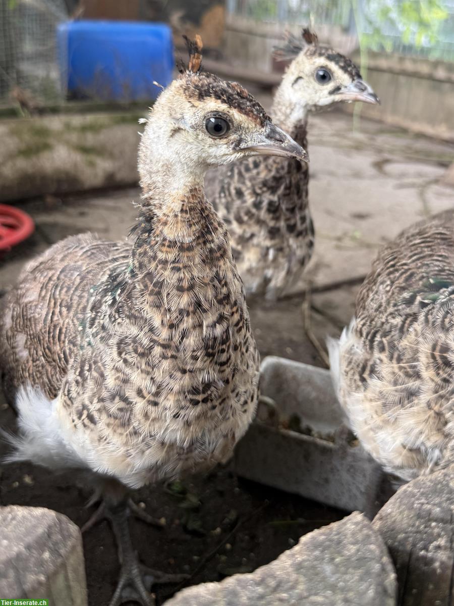 3 Jungpfauen zu verkaufen