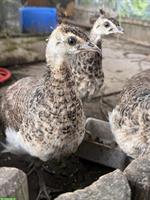 3 Jungpfauen zu verkaufen