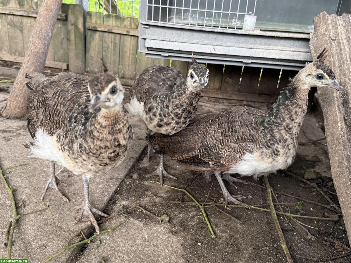 Bild 4: 3 Jungpfauen zu verkaufen