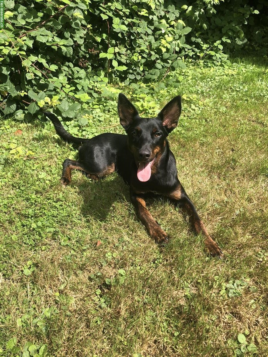 Lieber Podenco-Mix Rüde, 9 Monate sucht ein Zuhause