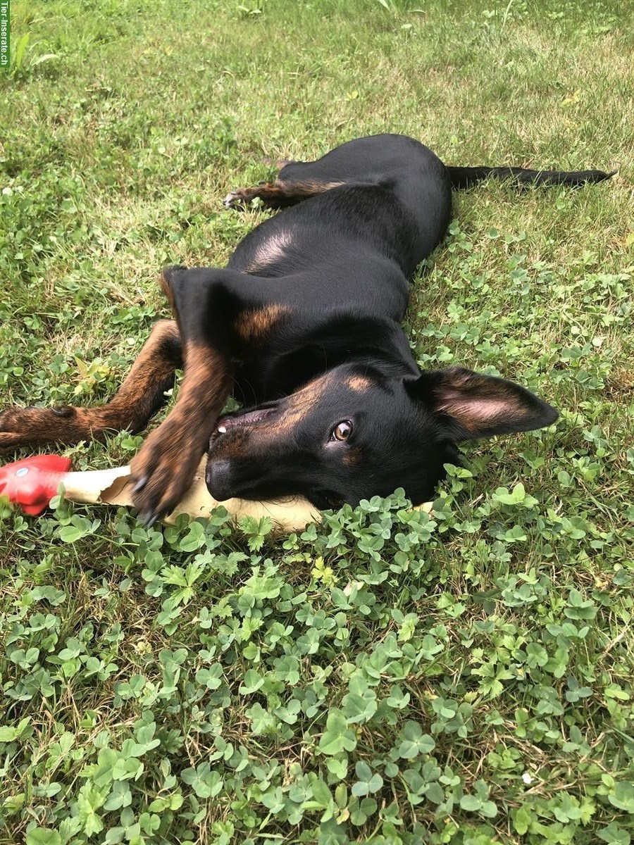 Bild 2: Lieber Podenco-Mix Rüde, 9 Monate sucht ein Zuhause
