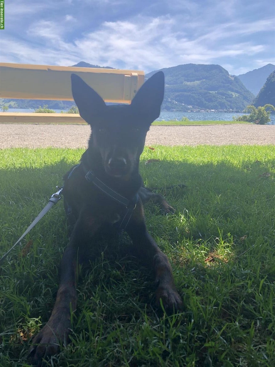 Bild 3: Lieber Podenco-Mix Rüde, 9 Monate sucht ein Zuhause