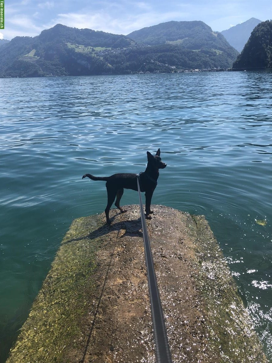 Bild 4: Lieber Podenco-Mix Rüde, 9 Monate sucht ein Zuhause