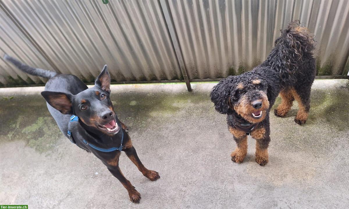 Bild 5: Lieber Podenco-Mix Rüde, 9 Monate sucht ein Zuhause