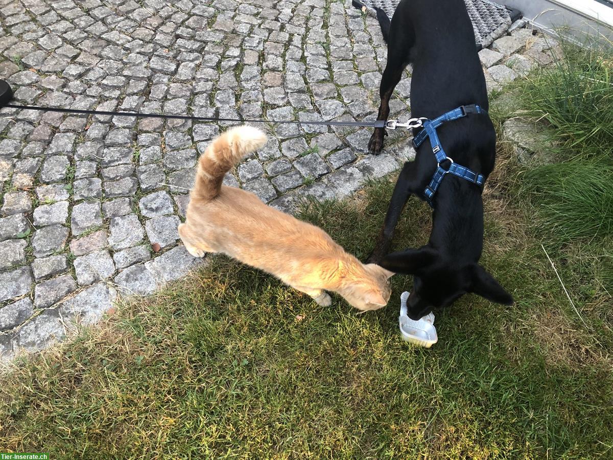 Bild 6: Lieber Podenco-Mix Rüde, 9 Monate sucht ein Zuhause
