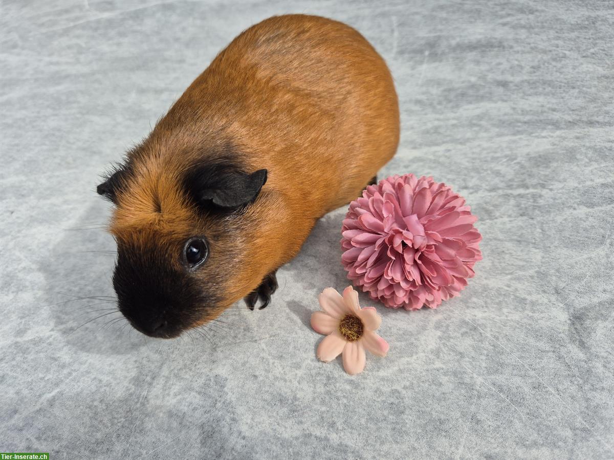 Crested Meerschweinchen Weibchen in rot/weiss + schwarz/rot