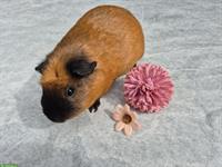 Crested Meerschweinchen Weibchen in rot/weiss + schwarz/rot