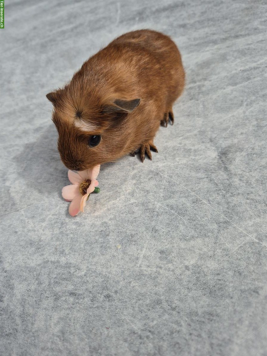 Bild 5: Crested Meerschweinchen Weibchen in rot/weiss + schwarz/rot