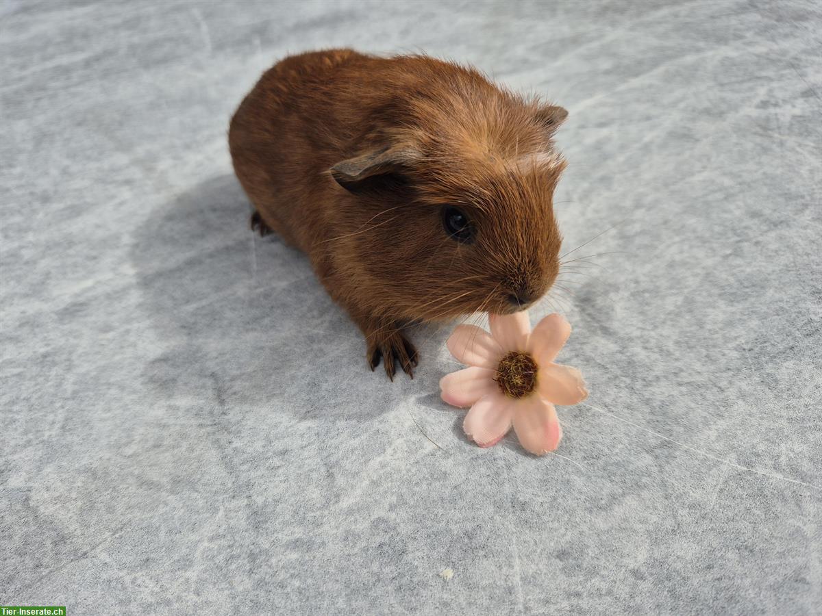 Bild 6: Crested Meerschweinchen Weibchen in rot/weiss + schwarz/rot