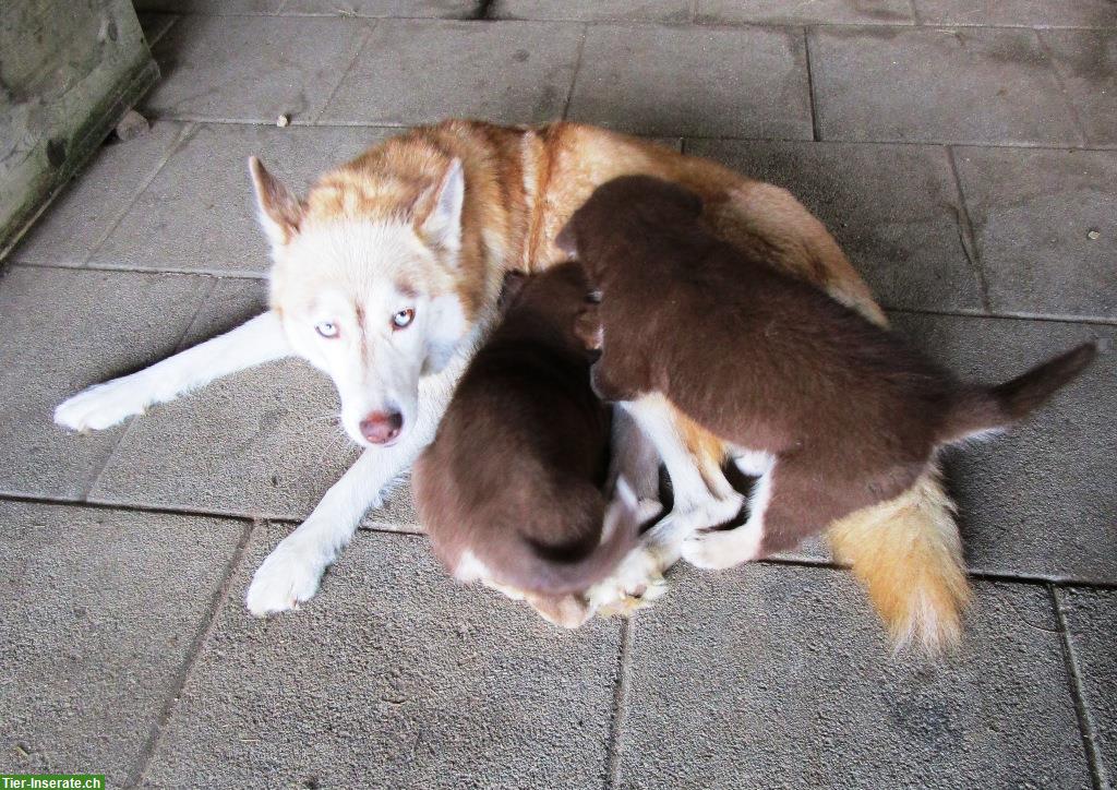4 lebhafte, süsse Husky-Mix Welpen abzugeben