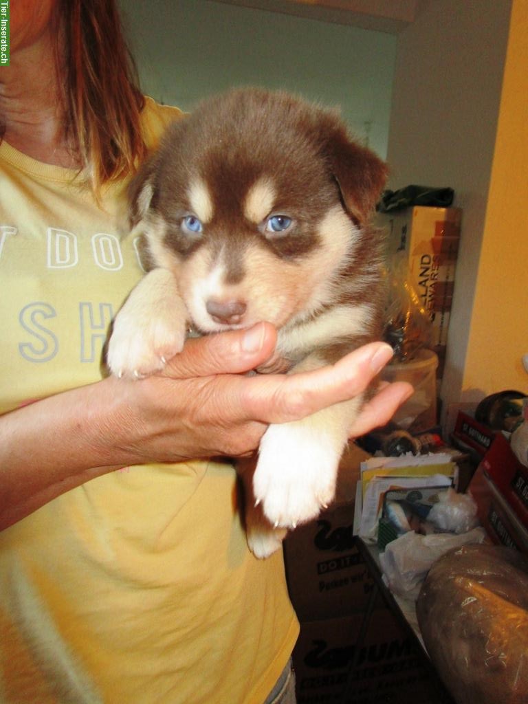 Bild 2: 4 lebhafte, süsse Husky-Mix Welpen abzugeben