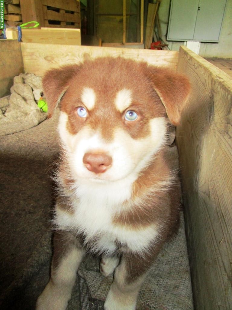 Bild 5: 4 lebhafte, süsse Husky-Mix Welpen abzugeben