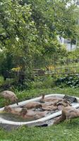 Indische Laufenten, m/w an liebevollen Platz abzugeben