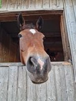 11-jährige Freiberger Stute sucht Beistellplatz