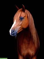 Wunderschöne Pony Stute sucht neuen Möhrchenspender