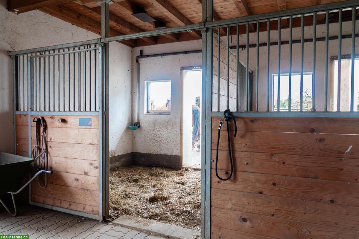 Bild 2: Pferdeboxe mit XXL Auslauf zu vermieten in Oetwil am See