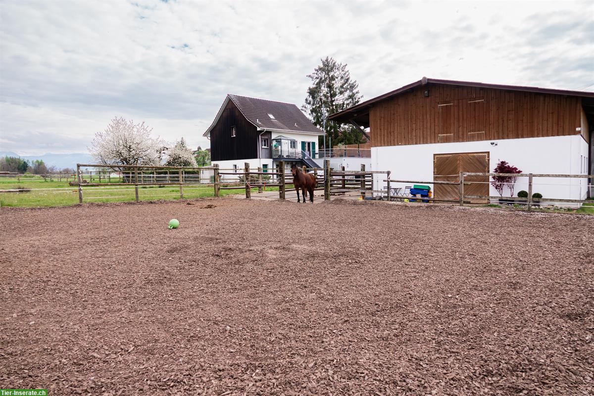 Bild 3: Pferdeboxe mit XXL Auslauf zu vermieten in Oetwil am See