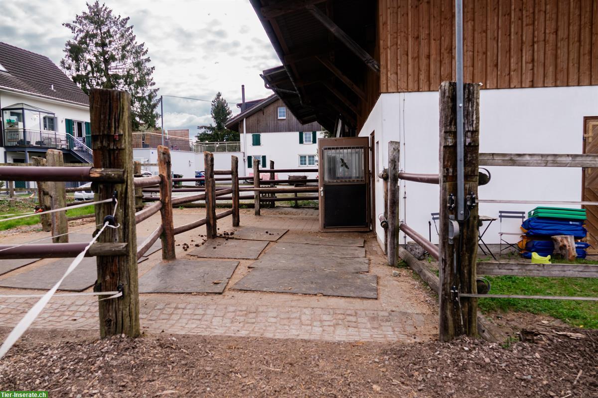 Bild 4: Pferdeboxe mit XXL Auslauf zu vermieten in Oetwil am See