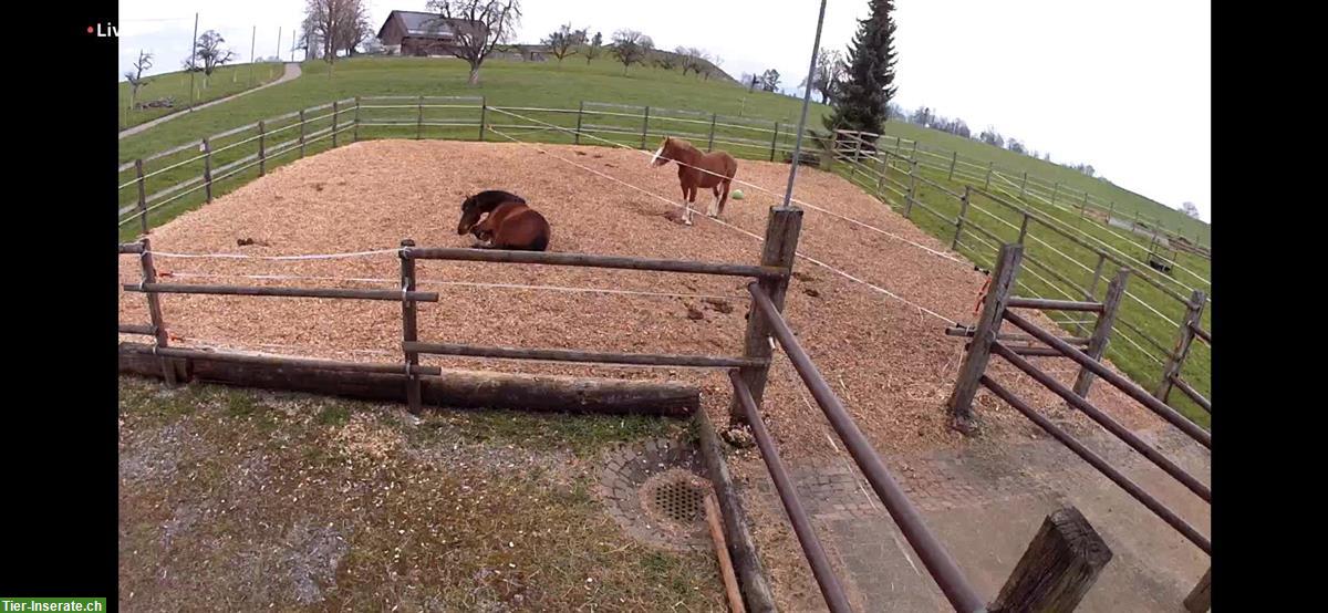 Bild 5: Pferdeboxe mit XXL Auslauf zu vermieten in Oetwil am See