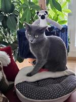 2 Katzen (m und w) suchen neues liebes Plätzchen