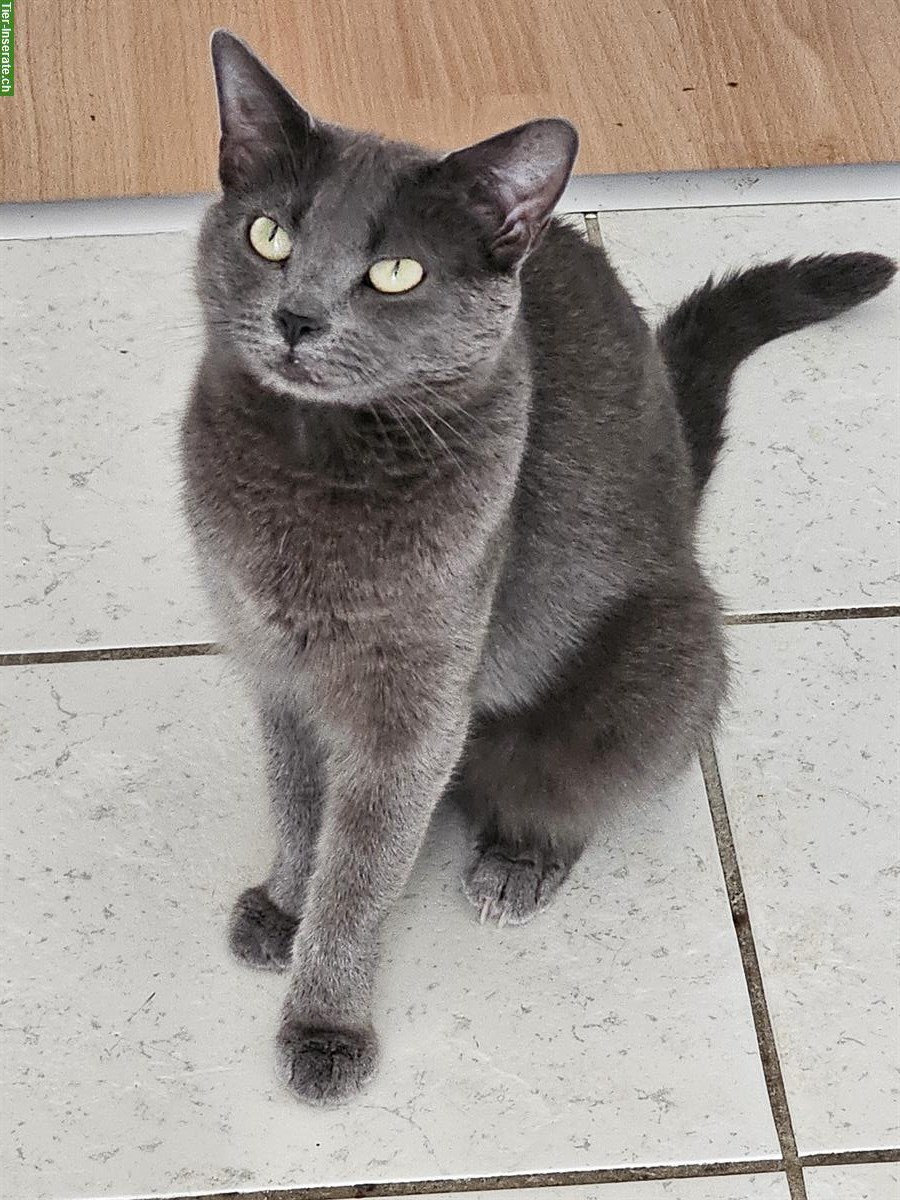 Bild 2: 2 Katzen (m und w) suchen neues liebes Plätzchen