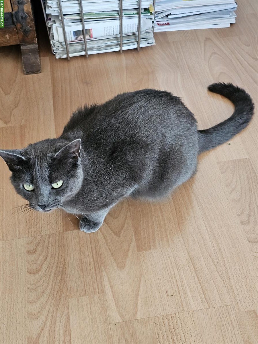 Bild 3: 2 Katzen (m und w) suchen neues liebes Plätzchen