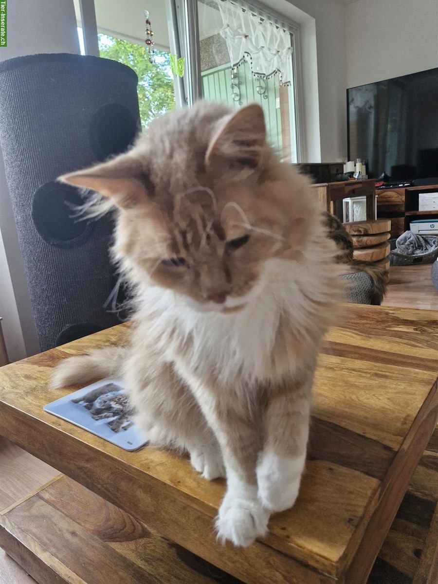 Maine Coon Kater creme Tabby zu verkaufen