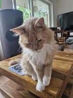 Maine Coon Kater creme Tabby zu verkaufen