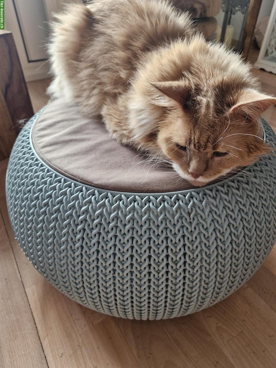 Bild 2: Maine Coon Kater creme Tabby zu verkaufen