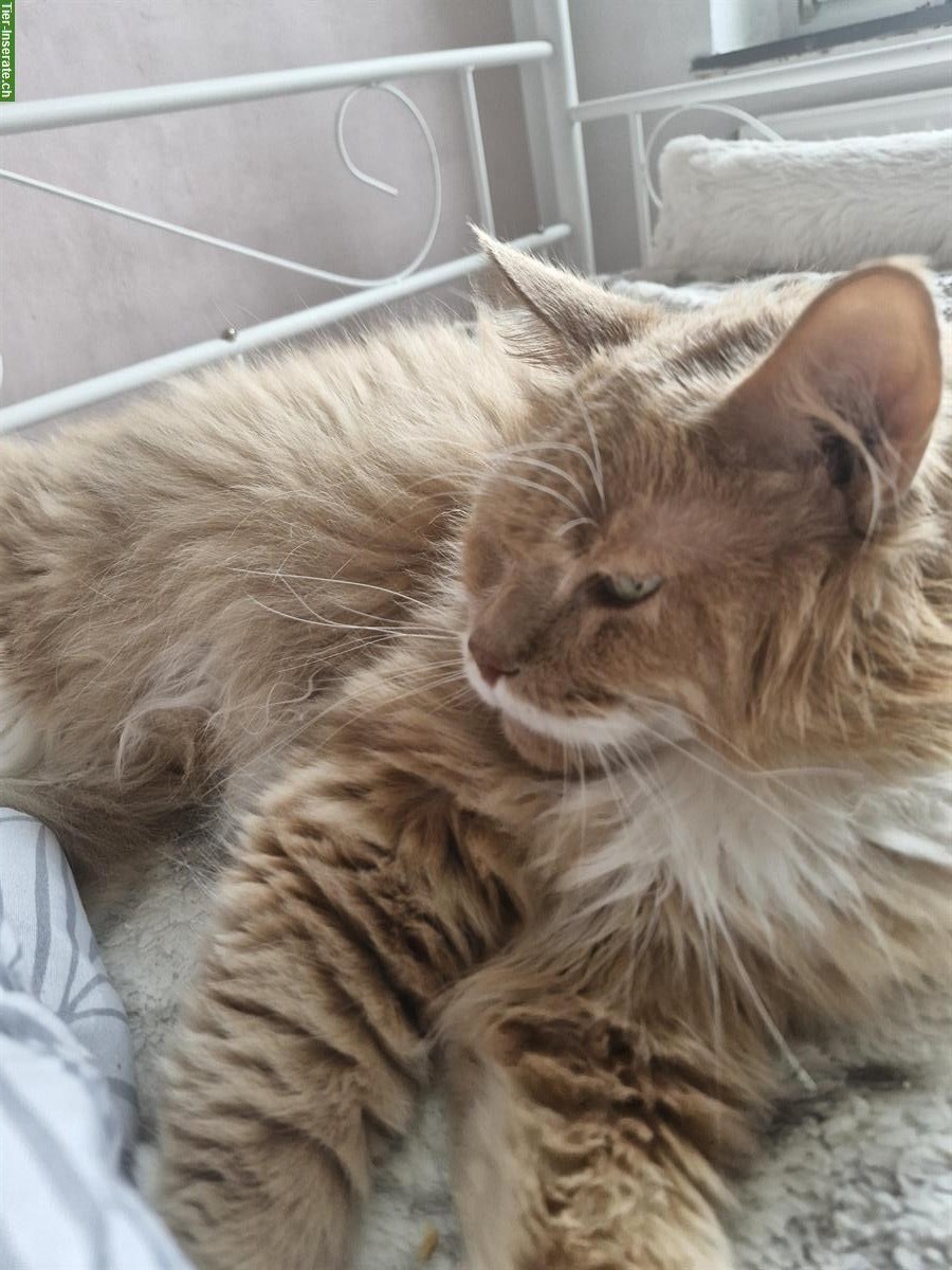 Bild 3: Maine Coon Kater creme Tabby zu verkaufen
