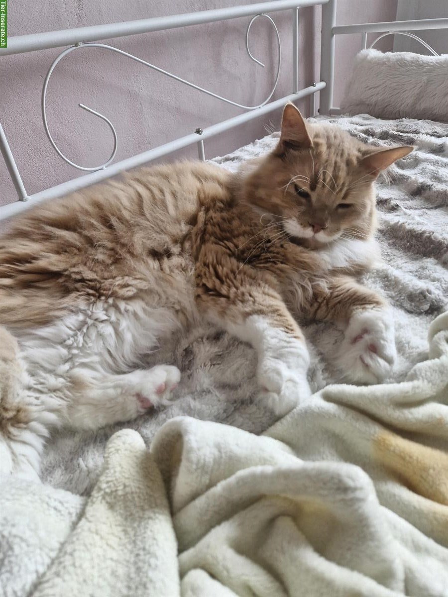 Bild 4: Maine Coon Kater creme Tabby zu verkaufen
