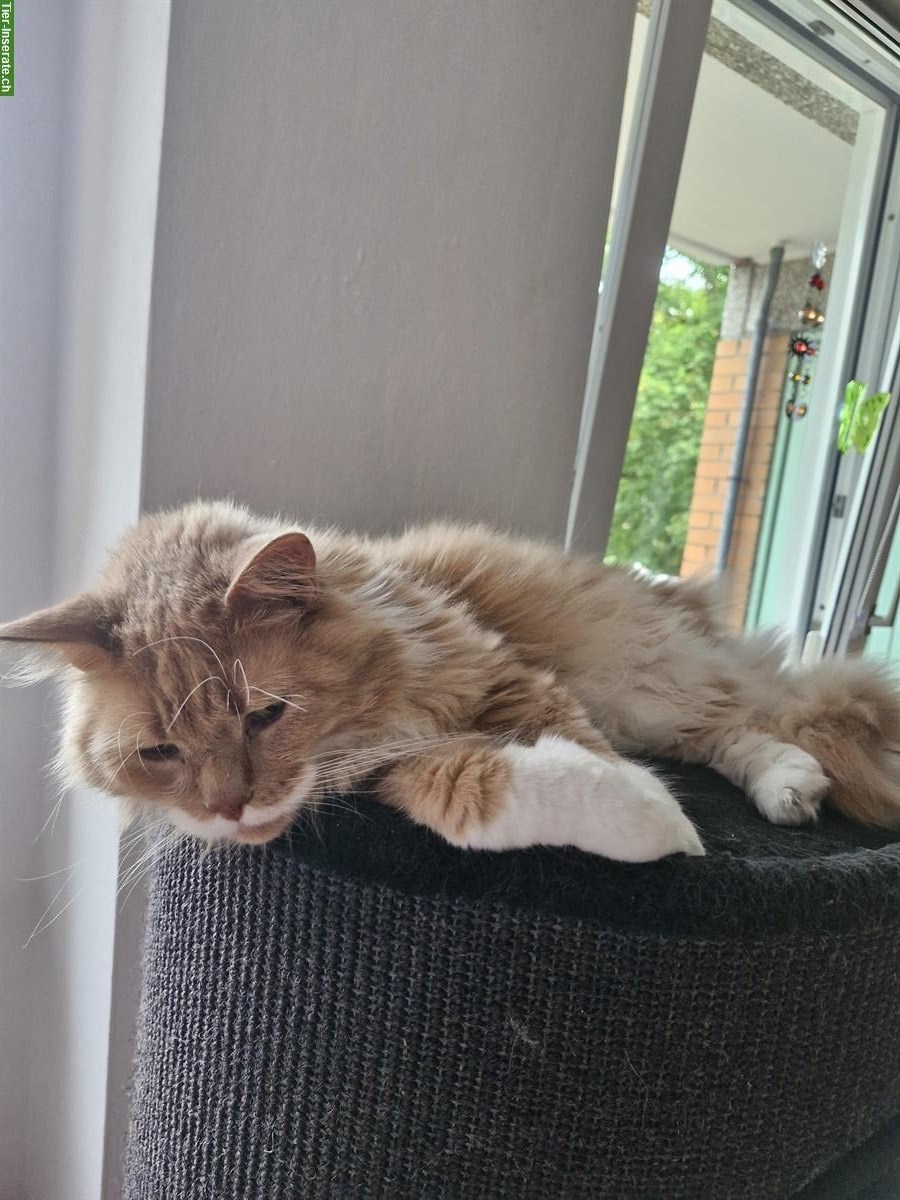 Bild 5: Maine Coon Kater creme Tabby zu verkaufen