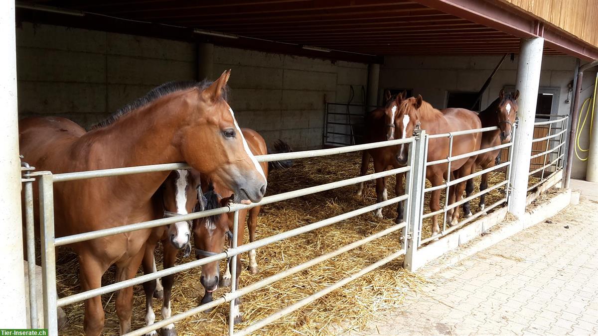Aufzuchtplätze in professioneller Fohlenweide in Wölflinswil AG