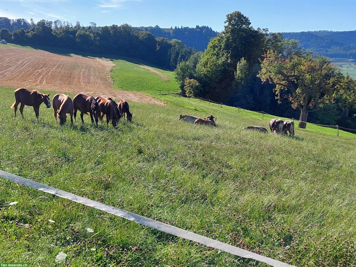 Bild 4: Aufzuchtplätze in professioneller Fohlenweide in Wölflinswil AG