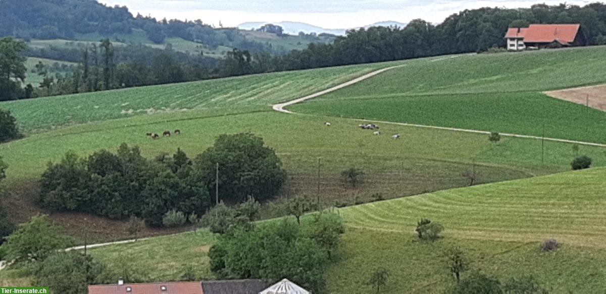 Bild 6: Aufzuchtplätze in professioneller Fohlenweide in Wölflinswil AG